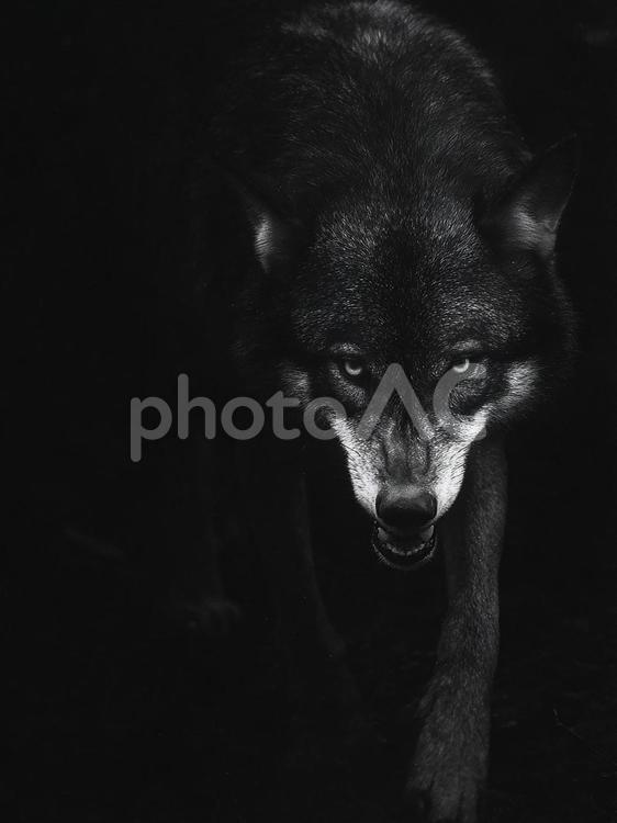神秘的な存在感のオオカミ オオカミ,黒白,白黒の写真素材