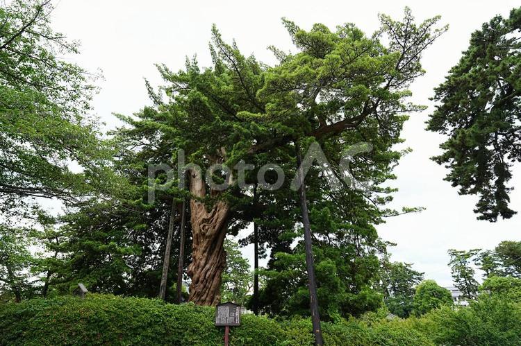 小田原城の巨大な木　イヌマキの木 小田原城,小田原市,神奈川県の写真素材