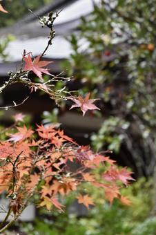 Photo, orange, autumn, autumn leaves, 