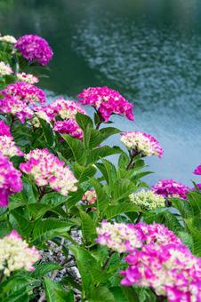 形原温泉アジサイの里 満開のアジサイ 形原温泉アジサイの里 満開のアジサイ 紫陽花,アジサイ,形原温泉の写真素材