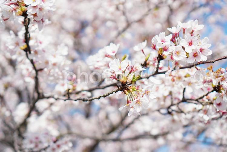 植物素材【桜】ソメイヨシノ 桜,植物,花の写真素材