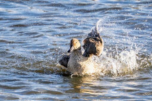 オナガガモの水浴び⑷ カモ,オナガガモ,メスの写真素材