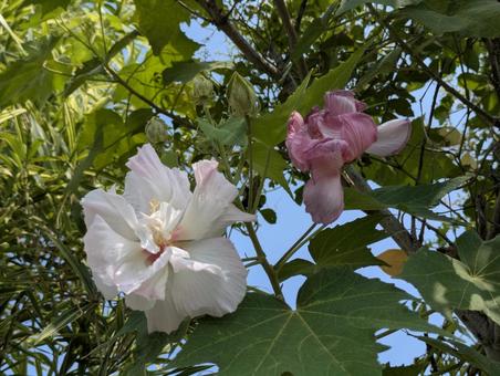 処暑過ぎの横浜市北部のスイフヨウの花 酔芙蓉,落葉低木,背景の写真素材