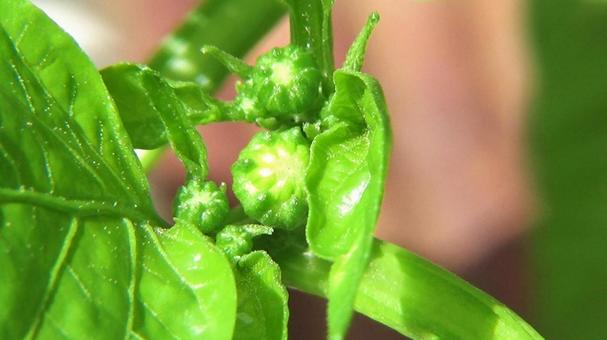 ピーマンの花のつぼみ ピーマンの花のつぼみ 蕾,ピーマン,植物の写真素材