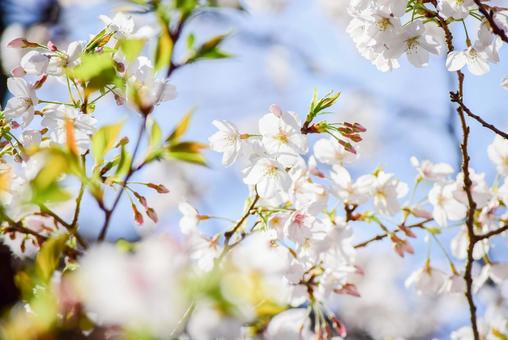 晴れの日の桜 晴れの日の桜の写真