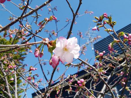 桜 桜の写真