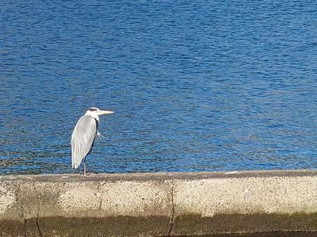 海鳥 海 海鳥 海の写真