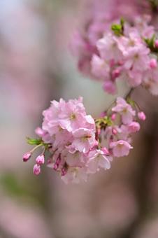 Cherry blossom trees along the Daimon River in Nanto City, Toyama, JPG Cherry blossom trees along the Daimon River in Nanto City, Toyama, JPG