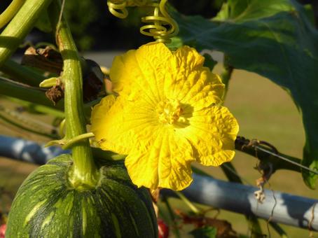 黄色く、シワのよったヘチマの花 ヘチマ,花,植物の写真素材