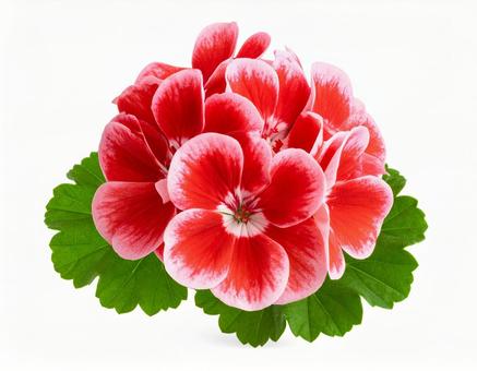 ゼラニウムの花 ゼラニウムの花の写真