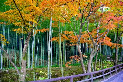 晩秋の京都(嵐山) 晩秋の京都(嵐山) 京都,嵐山,kyotoの写真素材