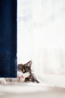 カーテンの隙間から見る猫 カーテンの隙間から見る猫 カーテンの隙間から見る猫,猫,ねこの写真素材