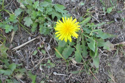 タンポポ タンポポ,蒲公英,花の写真素材