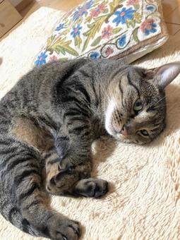 猫 猫 猫,ねこ,にゃんこの写真素材