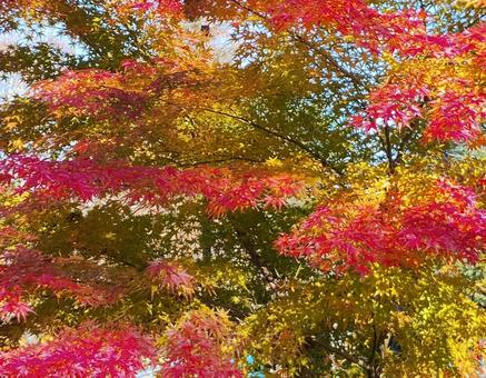 紅葉 紅葉,もみじ,モミジの写真素材