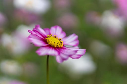 Cosmos field pink flowers in full bloom, JPG