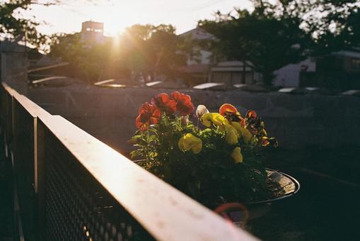 花の写真 花の写真の写真