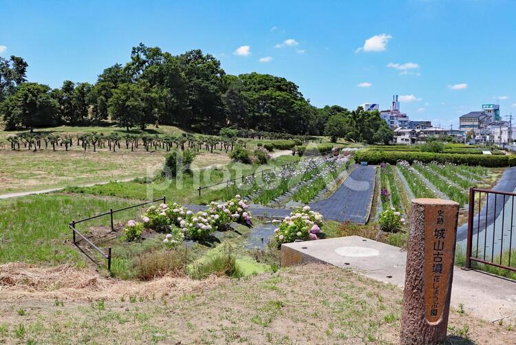 津堂城山古墳の花しょうぶ園 津堂城山古墳,花しょうぶ園,ハナショウブの写真素材