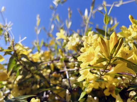 カロライナジャスミンのクローズアップ カロライナジャスミンのクローズアップ カロライナジャスミン,花,フラワーの写真素材