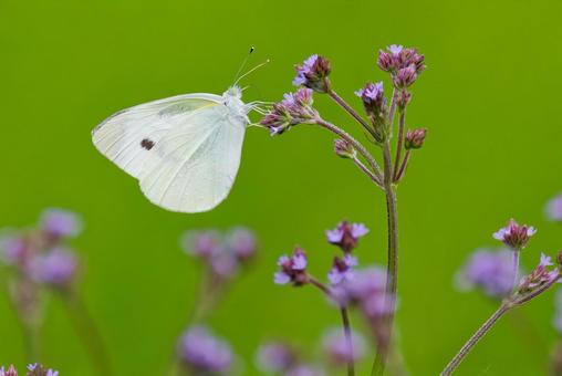 Cabbage white butterfly resting on wildflower, JPG Cabbage white butterfly resting on wildflower, JPG