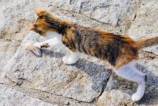 秋の海岸の野良猫 野良猫,三毛猫,海岸の写真素材