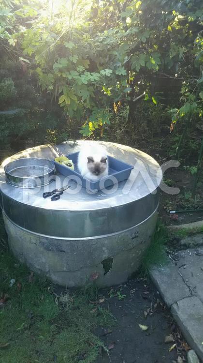 箱の中の猫 かわいい,首かしげ,箱の写真素材