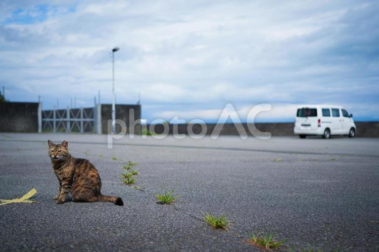 自然を生きる野良猫自然２ 猫,ネコ,野良猫の写真素材