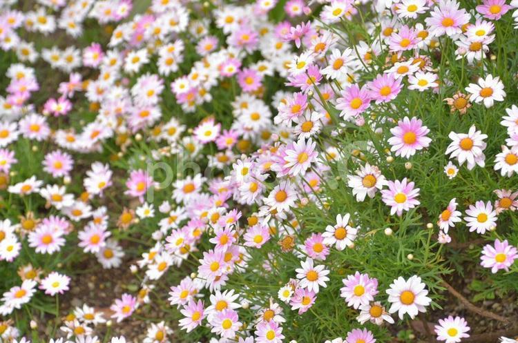 ピンクと白のお花 ガーデニング,ピンク,フラワーの写真素材