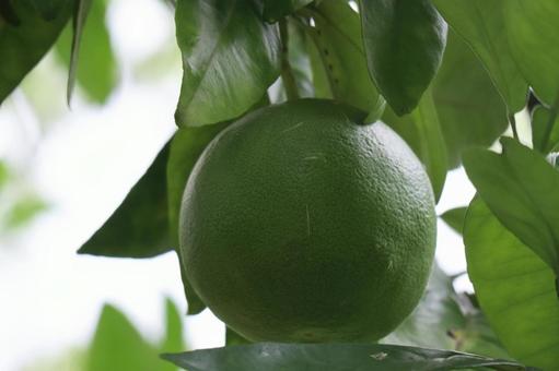 緑のザボン(ブンタン)の実のアップ 緑,ザボン,ぶんたんの写真素材