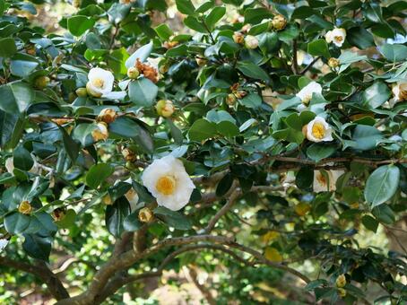 大島公園　山茶花 サザンカ,大島公園,伊豆大島の写真素材