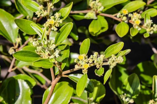 Photo, flower, leaf, thorn, 