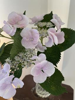 Pale purple hydrangea, JPG