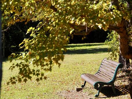 黄色く紅葉した公園のベンチ 紅葉,黄色,ベンチの写真素材