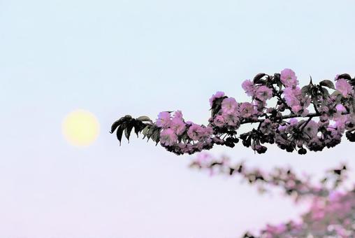 桜 12593 桜 12593の写真
