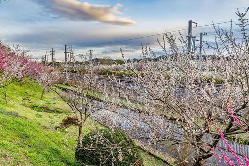 偕楽園公園　満開の梅園 偕楽園,花,梅の写真素材