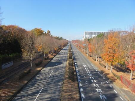 つくば市学園東大通り 学園東大通り,日本の道１００選,道路の写真素材