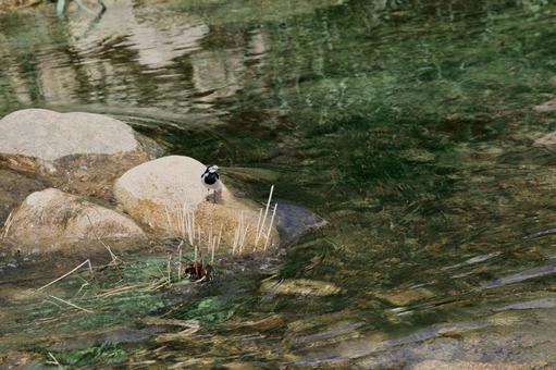 Photo, bird, wild bird, creatures, 