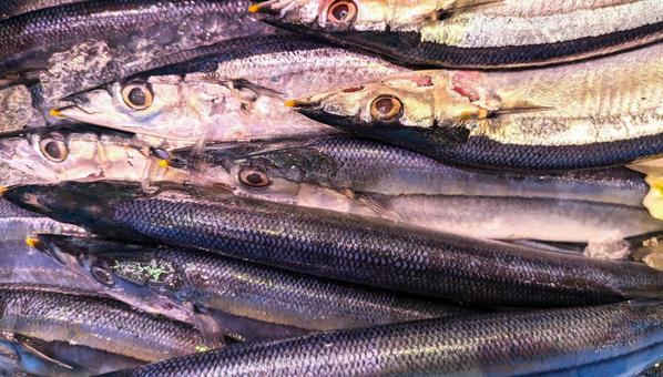 秋の味覚さんま 魚,秋刀魚,秋の味覚の写真素材