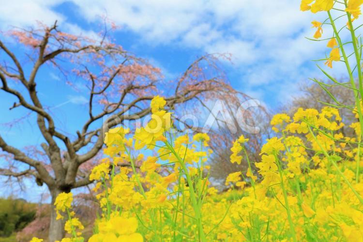 桜と菜の花07 桜,サクラ,春の写真素材