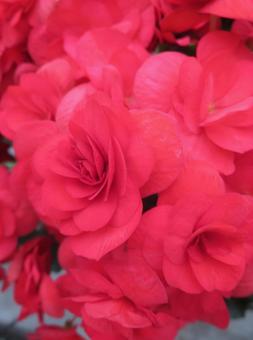 Photo, begonia, red, flower, 