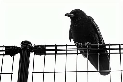 Photo, dark, crow, black, 