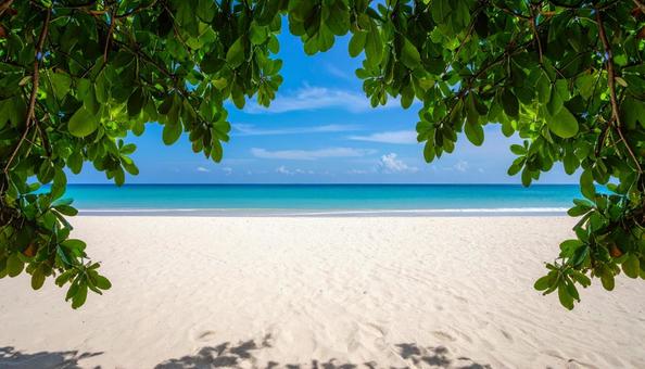 木の枝の向こうの水平線とビーチの写真