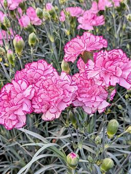 鮮やかなカーネーション 母の日,カーネーション,花の写真素材