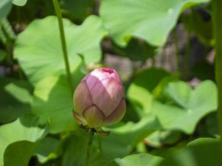 夏の午後に佇む古代ハスのつぼみ 夏の午後に佇む古代ハスのつぼみ 古代蓮,蓮のつぼみ,ハスの花の写真素材