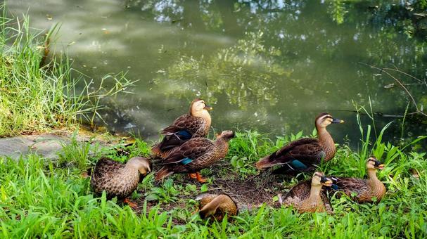 Summer at Mizumoto Park: A mother and her ducklings (Katsushika Ward), JPG