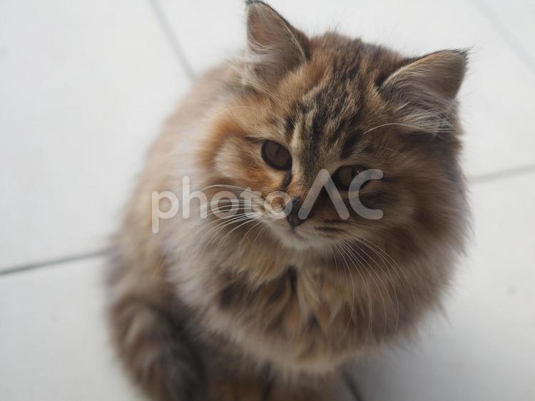 憂いた表情のねこ ねこ,ネコ,猫の写真素材