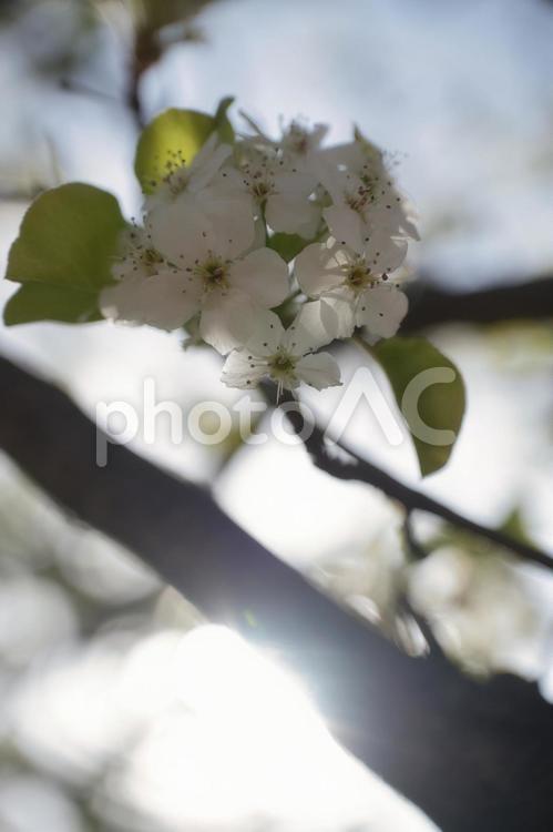 桜の花と太陽 桜,太陽,逆光の写真素材