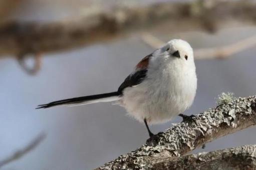 雪の妖精シマエナガの写真