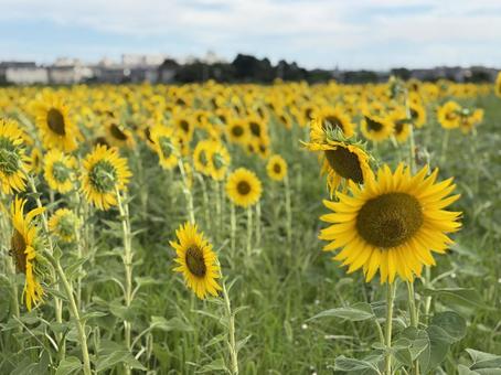 Photo, summer vacation, sunflower, summer day, 