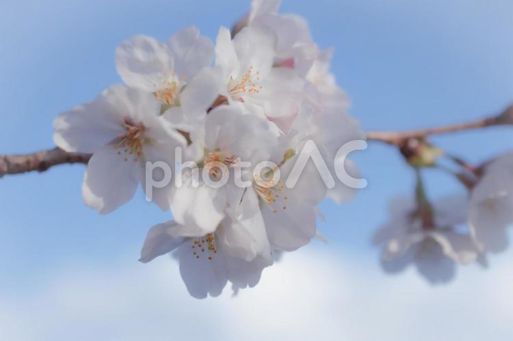 桜　さくら　青空　ハイキー 桜,春,花の写真素材